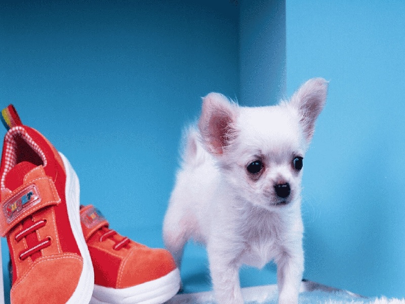 试管怀孕了肚子涨（试管钱也花了）